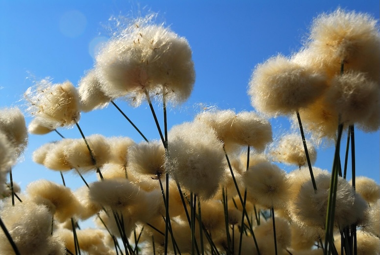 Arktisches Wollgras vor blauem Himmel