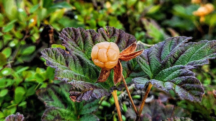 orangefarbene Moltebeere mit grünen Blättern im Hintergrund