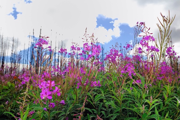Leuchtendes Feuerkraut vor blauem Himmel mit ein paar Schönwetterwolken