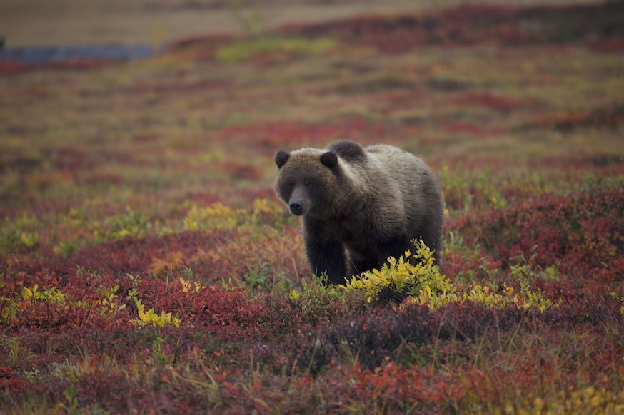 Grizzlybär in der herbstlichen Tundra