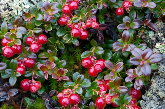 Nahaufnahme von Preiselbeeren am Busch