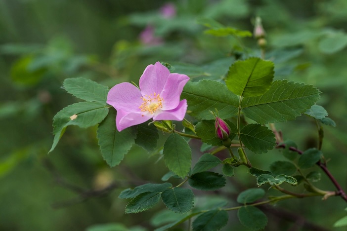 Rosa Wildrose vor grünen Blättern im Hintergrund
